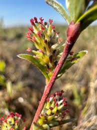 Attēlu rezultāti vaicājumam “Salix repens subsp. rosmarinifolia”
