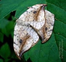 Attēlu rezultāti vaicājumam “Drepana falcataria”