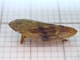 Attēlu rezultāti vaicājumam “Aphrophoridae nymph”