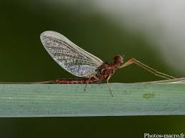 Attēlu rezultāti vaicājumam “Ephemera sp.”