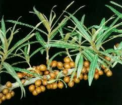 Attēlu rezultāti vaicājumam “Hippophae rhamnoides leaf”