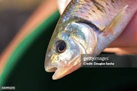 Image result for Dorosoma cepedianum