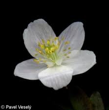 Attēlu rezultāti vaicājumam “Isopyrum thalictroides flower”