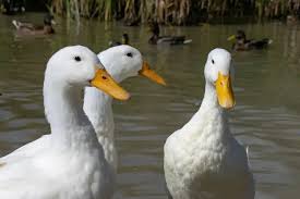 Image result for Aylesbury Ducks Sub Aqua Club
