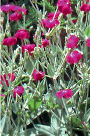 Image result for Lychnis coronaria