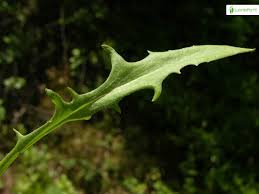 Attēlu rezultāti vaicājumam “Crepis tectorum fruit”