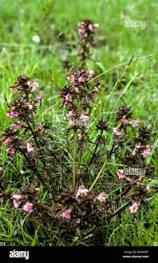 Attēlu rezultāti vaicājumam “Pedicularis palustris flower”