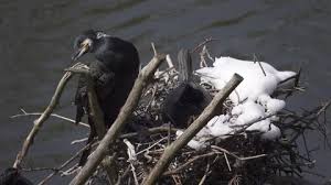 Attēlu rezultāti vaicājumam “Phalacrocorax carbo nest”