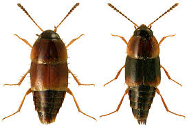 Attēlu rezultāti vaicājumam “Tachyporus sp.”