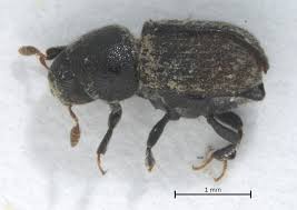 Attēlu rezultāti vaicājumam “Tomicus minor”