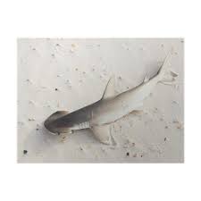 Image result for Sphyrna tiburo