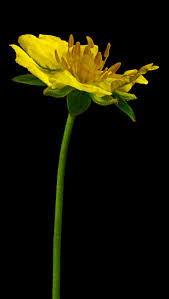 Attēlu rezultāti vaicājumam “Potentilla reptans flower”