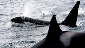 Image result for Orcinus orca