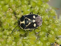 Attēlu rezultāti vaicājumam “Eurydema oleracea”