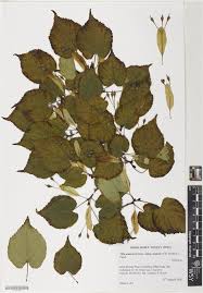 Attēlu rezultāti vaicājumam “Tilia amurensis”