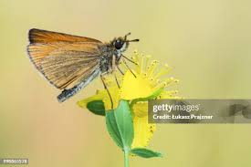 Attēlu rezultāti vaicājumam “Thymelicus lineola female”