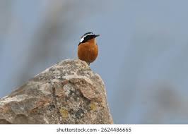 Image result for Phoenicurus moussieri