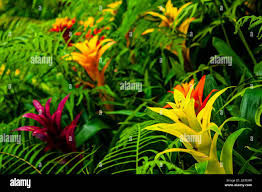 Attēlu rezultāti vaicājumam “Tortula lingulata”