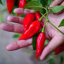 Afbeeldingsresultaat voor paper lantern hot pepper