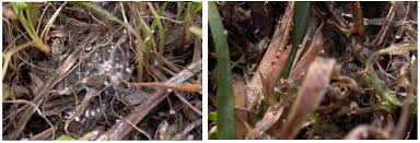 Attēlu rezultāti vaicājumam “Pistillaria sp.”