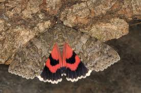 Attēlu rezultāti vaicājumam “Catocala nupta”