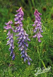 Attēlu rezultāti vaicājumam “Vicia cracca bud”