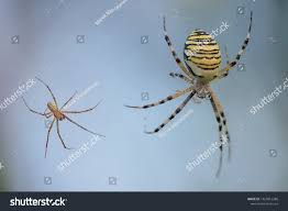 Attēlu rezultāti vaicājumam “Argiope bruennichi female”