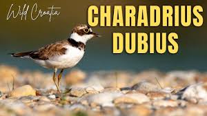 Attēlu rezultāti vaicājumam “Charadrius dubius”