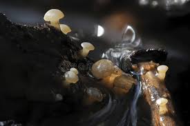 Attēlu rezultāti vaicājumam “Cudoniella clavus”