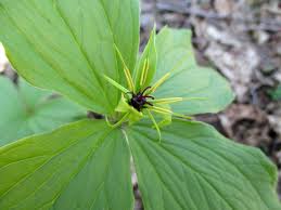 Attēlu rezultāti vaicājumam “Paris quadrifolia bud”