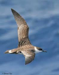 Image result for Puffinus gravis