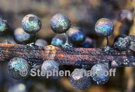 Attēlu rezultāti vaicājumam “Lamproderma debile spores”