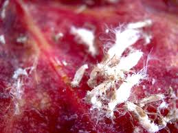 Attēlu rezultāti vaicājumam “Thecabius affinis”