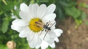 Attēlu rezultāti vaicājumam “Leptura rubra female”
