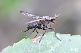 Attēlu rezultāti vaicājumam “Coremacera marginata”