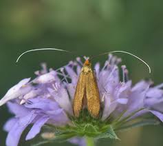 Attēlu rezultāti vaicājumam “Nemophora metallica”