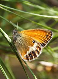 Attēlu rezultāti vaicājumam “Coenonympha arcania”