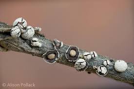 Attēlu rezultāti vaicājumam “Diderma umbilicatum”