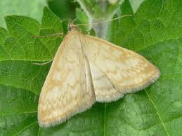 Attēlu rezultāti vaicājumam “Sitochroa verticalis”