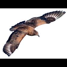 Image result for Stercorarius skua