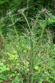Attēlu rezultāti vaicājumam “Cirsium palustre fruit”