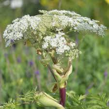 Attēlu rezultāti vaicājumam “Angelica palustris”