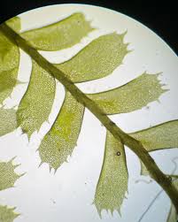 Attēlu rezultāti vaicājumam “Ptilidium pulcherrimum sporophyte”