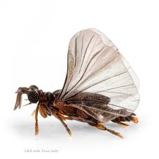 Attēlu rezultāti vaicājumam “Hylecoetus dermestoides male”