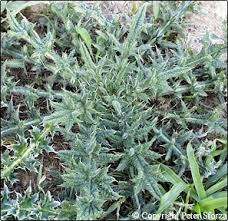 Attēlu rezultāti vaicājumam “Cirsium vulgare leaf”