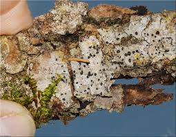 Attēlu rezultāti vaicājumam “Acrocordia gemmata”