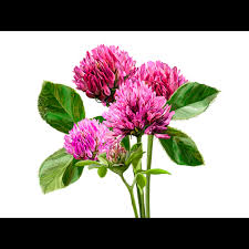 Attēlu rezultāti vaicājumam “Trifolium pratense leaf”