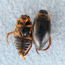 Attēlu rezultāti vaicājumam “Rhantus frontalis”