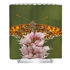 Attēlu rezultāti vaicājumam “Melitaea cinxia underside”