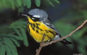 Image result for Dendroica magnolia